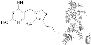 Tiamina