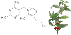 Vitamina B6